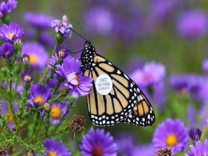 Mariposa monarca con una etiqueta se seguimiento