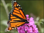 Mariposa monarca con la trompa extendida en una pequeña flor rosa