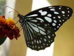 Mariposa monarca de Hawái
