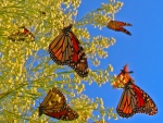 Mariposas monarca posadas en las ramas con pequeñas flores amarillas