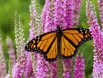 Mariposa monarca libando en un campo de plantas verónica