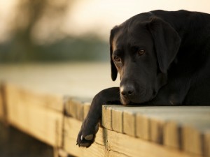 Postal: Un bonito perro negro tumbado en el muelle