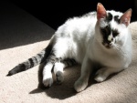 La luz del sol sobre un gato tumbado en una alfombra