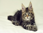 Un hermoso gato con orejas puntiagudas