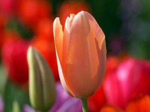 Postal: Un tulipán color salmón