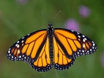 Las alas de una mariposa monarca
