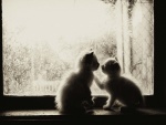 Dos gatitos junto a una ventana