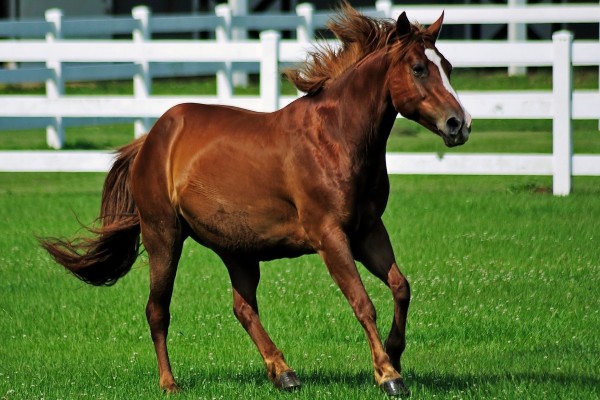 Un bello caballo marrón sobre la hierba