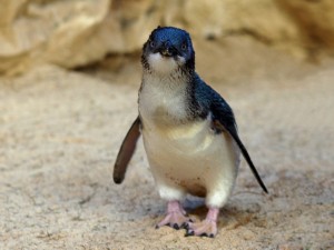 Postal: Pingüino azul