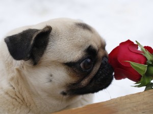 Postal: Perro olfateando una rosa roja