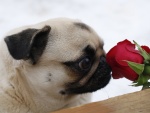 Perro olfateando una rosa roja