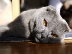 Ojos color ámbar de un gato gris
