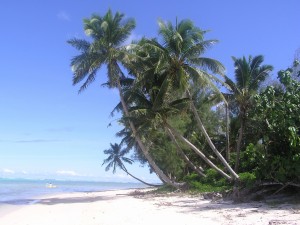 Grandes palmeras en la playa