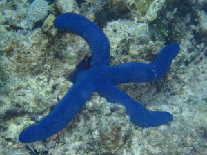 Postal: Estrella de mar azul entre las rocas marinas