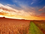 Camino verde en un campo de trigo
