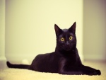 Un hermoso gato negro con los ojos de color naranja