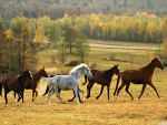 Hermosos caballos corriendo en otoño