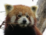 La simpática cara de un panda rojo