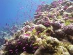Pequeños peces de color lila en el arrecife