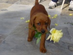 Perro marrón con una rosa en la boca