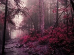 Camino en un bosque rojo