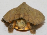 Una pequeña tortuga con la cabeza escondida
