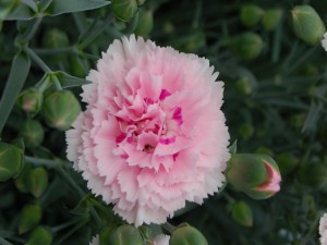 Un bello clavel rosa