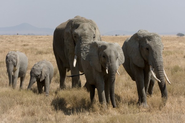 Elefantes jóvenes y adultos