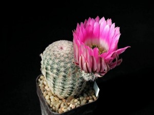 Cactus con una bonita flor