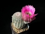 Cactus con una bonita flor