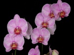 Una bella orquídea con muchas flores