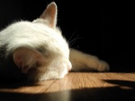 Luz sobre un gato blanco dormido