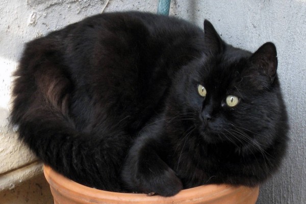 Bello gato negro sobre una maceta