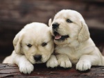 Dos simpáticos cachorros