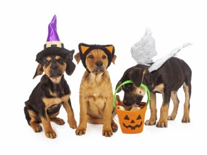 Postal: Tres perros disfrazados en Halloween