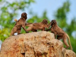 Monos peleando