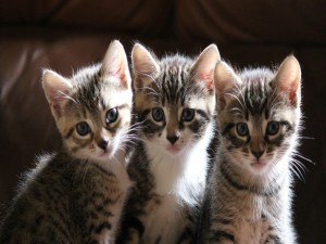 Tres bellos gatitos