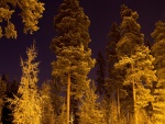 Grandes árboles en una noche estrellada