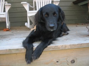 Postal: Un perro negro tumbado en el porche