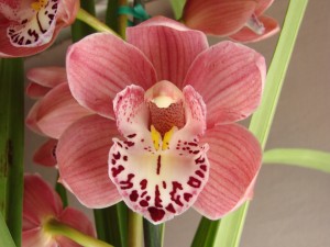Postal: Orquídea con un bonito color