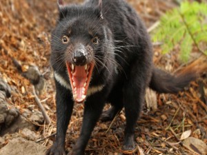 Postal: Demonio de Tasmania enojado