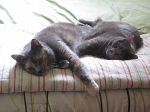 Postal: Dos gatos grises tumbados