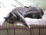 Dos gatos grises tumbados