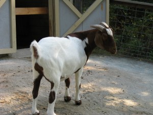 Una cabra marrón y blanca