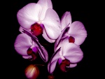 Flores de orquídea