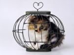 Gatito dentro de una jaula