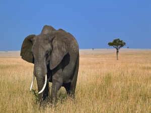 Un gran elefante africano