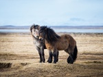 Dos caballos islandeses