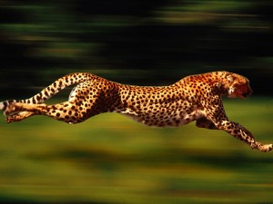 Un guepardo veloz