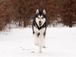 Un husky corriendo en la nieve